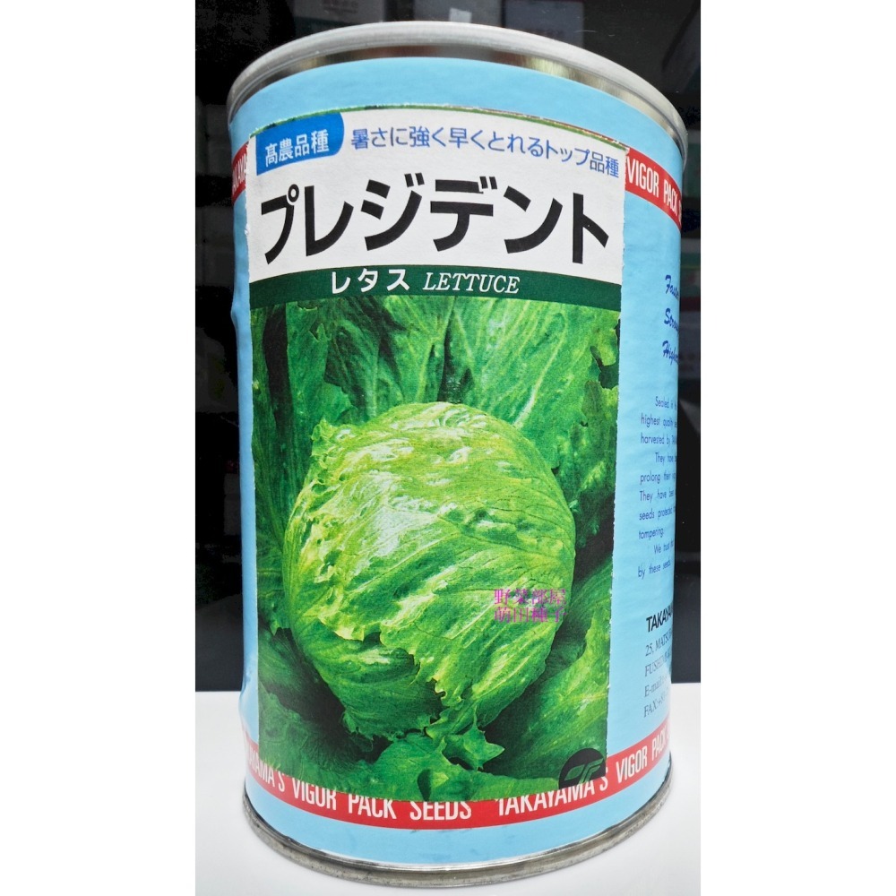 【萌田種子~】B13 日本夏冠結球萵苣種子0.75公克(約600粒) , 美生菜~-細節圖3