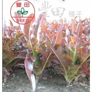 【萌田種子~】B20 紅橡木萵苣種子2公克(約2300粒) , 葉子細長 , 口感鮮脆~-細節圖2
