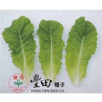 【萌田種子~】B46 青裙萵苣種子1.1公克(約1000粒) , 葉片厚 , 口感好~-細節圖2