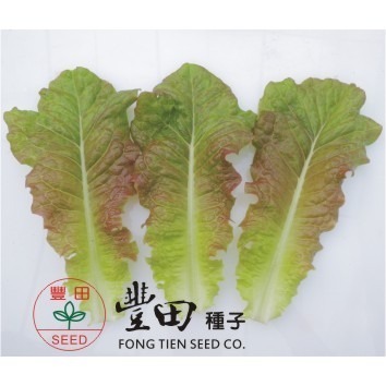 【萌田種子~】B47 紅裙萵苣種子1.1公克 (約1000粒), 葉片柔軟 , 口感好 , 耐抽苔~-細節圖2