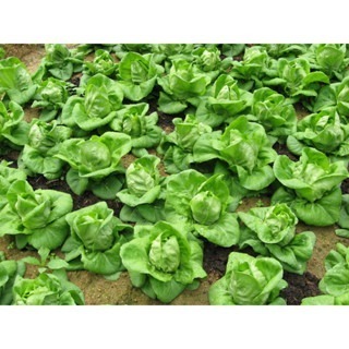 【萌田種子~】B49 綠寶石萵苣種子1公克(約1000粒) , 全年適種 , 耐熱性佳~-細節圖2