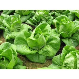 【萌田種子~】B49 綠寶石萵苣種子1公克(約1000粒) , 全年適種 , 耐熱性佳~-細節圖3