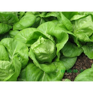 【萌田種子~】B49 綠寶石萵苣種子1公克(約1000粒) , 全年適種 , 耐熱性佳~-細節圖4