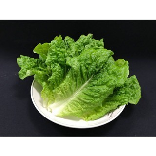 【萌田種子~】B50 甜蘿蔓萵苣種子0.85公克(約900粒) , 全年適種 , 耐熱性佳~-細節圖2