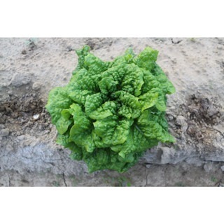 【萌田種子~】B50 甜蘿蔓萵苣種子0.85公克(約900粒) , 全年適種 , 耐熱性佳~-細節圖3
