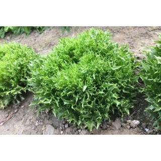 【萌田種子~】B51 綠麒麟萵苣種子0.6公克(約500粒) , 葉形特殊 , 脆 , 口味佳~-細節圖2