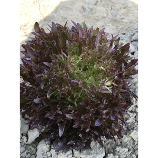 【萌田種子~】B52 火鳳凰萵苣種子0.65公克(約600粒) , 葉形特殊 , 脆 , 口味佳~-細節圖2