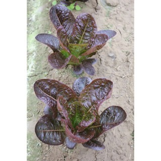 【萌田種子~】B53 焦糖蘿蔓種子1公克(約1000粒) , 蘿蔓萵苣 , 口味佳~-細節圖2