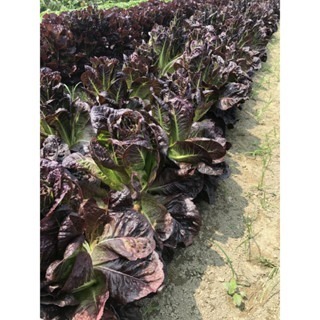 【萌田種子~】B53 焦糖蘿蔓種子1公克(約1000粒) , 蘿蔓萵苣 , 口味佳~-細節圖3