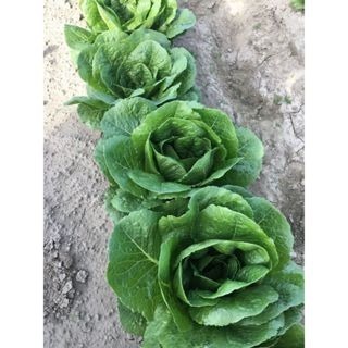 【萌田種子~】B57 凱撒蘿蔓種子1公克(約900粒) , 植株直立型好 , 生長快 , 口味佳~-細節圖2