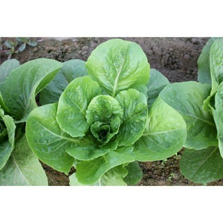 【萌田種子~】B57 凱撒蘿蔓種子1公克(約900粒) , 植株直立型好 , 生長快 , 口味佳~-細節圖3