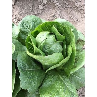 【萌田種子~】B57 凱撒蘿蔓種子1公克(約900粒) , 植株直立型好 , 生長快 , 口味佳~-細節圖4