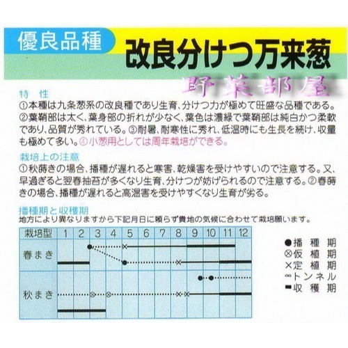 【萌田種子~】D06 日本萬來蔥種子1.1公克 (約500粒) , 九条蔥改良~-細節圖2