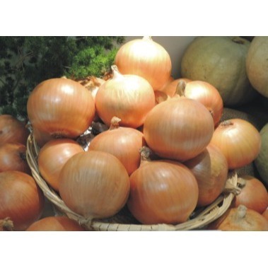 【萌田種子~】D09 美國黃皮金鑽洋蔥種子0.5公克(約150粒), 金黃色外觀 , 產量高~-細節圖2