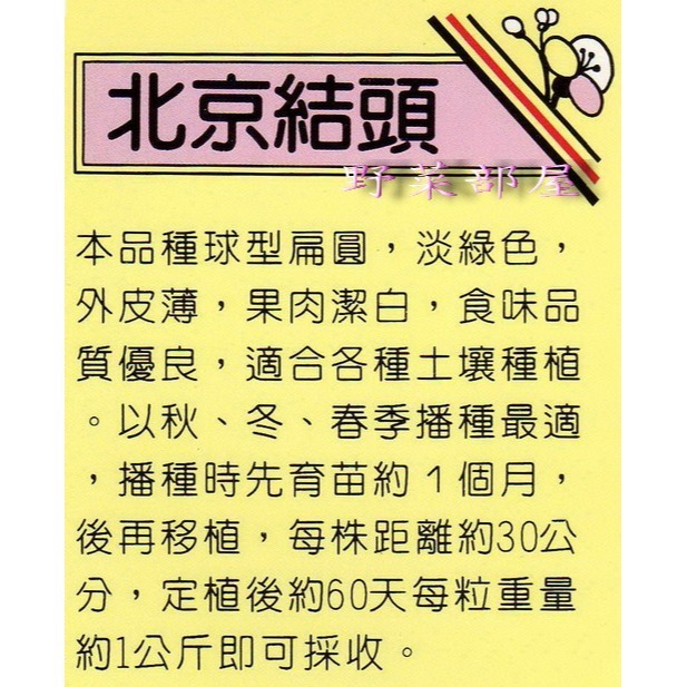 【萌田種子~】E07 北京結頭菜種子2.7公克 (約700粒) , 外皮薄 , 果肉潔白~-細節圖2