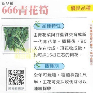 【萌田種子~】E10 666青花菜筍種子20粒 , 青花筍 , 可長期收採收~-細節圖2