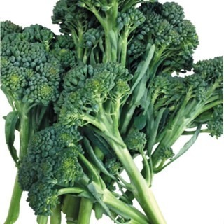 【萌田種子~】E10 666青花菜筍種子20粒 , 青花筍 , 可長期收採收~-細節圖3