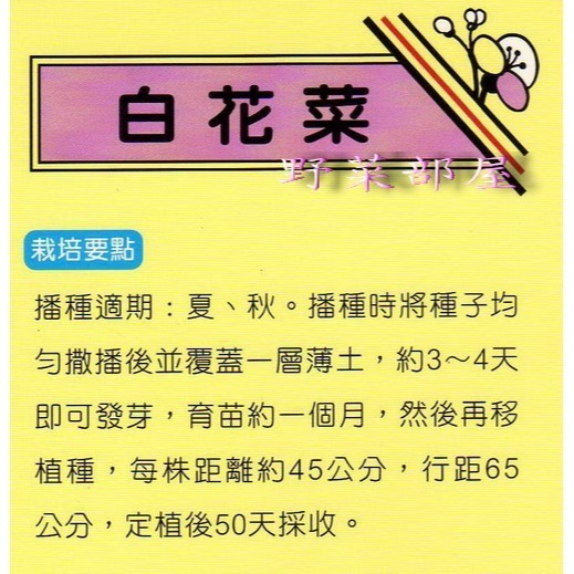 【萌田種子~】E11 白花菜種子0.32公克(約80粒) , 營養豐富~-細節圖2