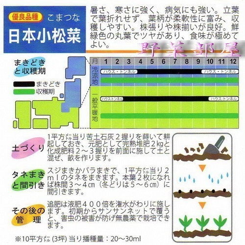【萌田種子~】E13 四季小松菜種子2公克(約800粒) ,日本油菜~-細節圖3