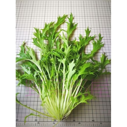 【萌田種子~】E14 早生京水菜種子1.3公克 (約600粒) , 食用清香爽口~-細節圖2