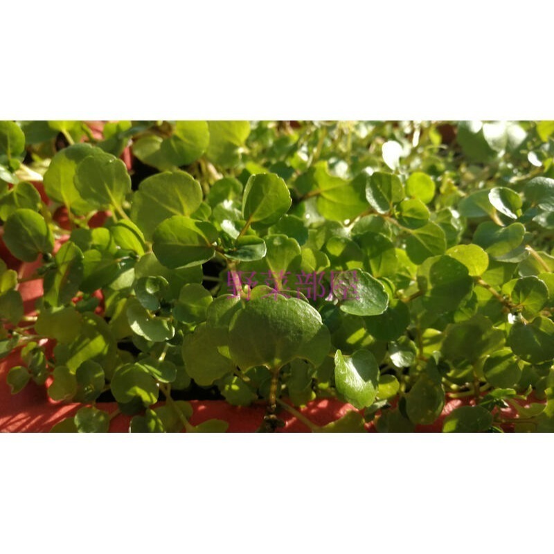 【萌田種子~】E20 豆瓣菜種子0.3公克(約1200粒)，西洋菜,水田芥,清香爽口，營養豐富~-細節圖2