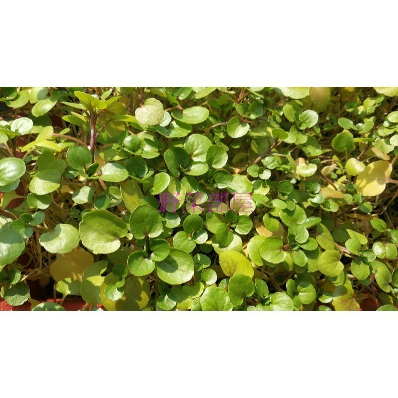 【萌田種子~】E20 豆瓣菜種子0.3公克(約1200粒)，西洋菜,水田芥,清香爽口，營養豐富~-細節圖3