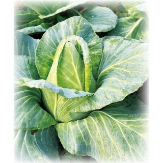 【萌田種子~】E22 迷你甘藍種子8粒 , 牛心型 , 口感佳 , 可密植~-細節圖2