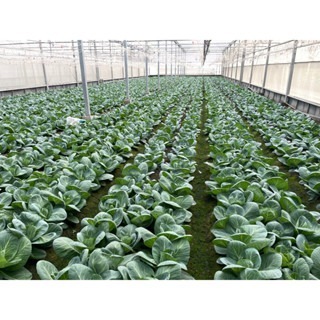 【萌田種子~】E22 迷你甘藍種子8粒 , 牛心型 , 口感佳 , 可密植~-細節圖4