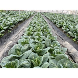 【萌田種子~】E22 迷你甘藍種子8粒 , 牛心型 , 口感佳 , 可密植~-細節圖5