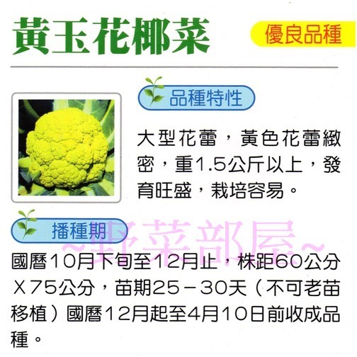 【萌田種子~】E40 黃玉花椰菜種子0.08公克(約30粒) , 大型黃色花蕾 , 生長旺盛~-細節圖2