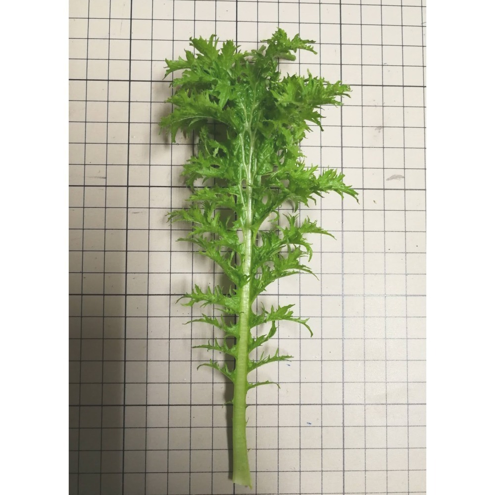 【萌田種子~】E41 日本山葵菜種子1.3公克 (約700粒) , 受好評的品種 , 些許辛辣味~-細節圖2