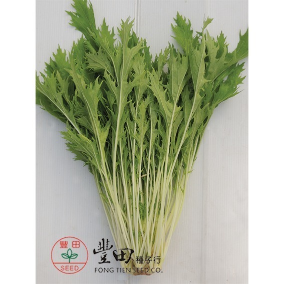 【萌田種子~】E52 青箭京水菜種子2.75公克(約1500粒) , 分株力強，產量高~-細節圖2