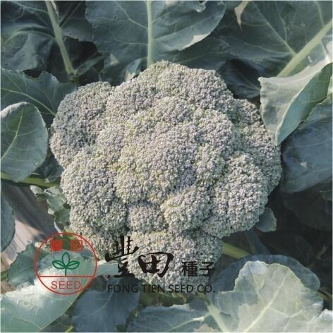 【萌田種子~】E70 孔雀青花菜種子6粒 , 纖維少 , 甜脆 , 多階段性採收~-細節圖2