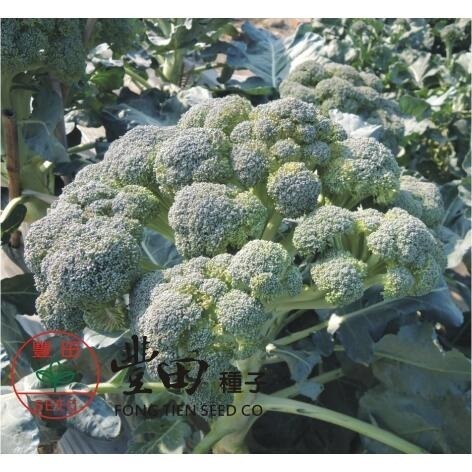 【萌田種子~】E70 孔雀青花菜種子6粒 , 纖維少 , 甜脆 , 多階段性採收~-細節圖3