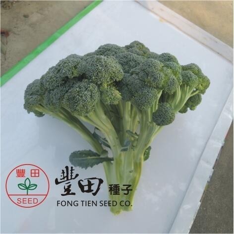 【萌田種子~】E70 孔雀青花菜種子6粒 , 纖維少 , 甜脆 , 多階段性採收~-細節圖4