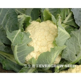 【萌田種子~】E73 雪珊瑚白花椰菜種子0.1公克(約25粒) ,100天白花椰菜 ,耐病性好~-細節圖2