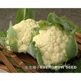 【萌田種子~】E73 雪珊瑚白花椰菜種子0.1公克(約25粒) ,100天白花椰菜 ,耐病性好~-細節圖3