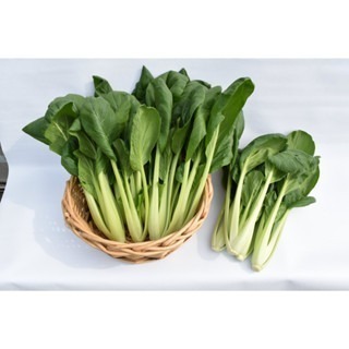 【萌田種子~】E76 莫麗青油菜種子3.6公克(約1200粒) , 臺南4號 , 耐熱性好 , 口感佳~-細節圖2