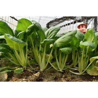 【萌田種子~】E76 莫麗青油菜種子3.6公克(約1200粒) , 臺南4號 , 耐熱性好 , 口感佳~-細節圖3