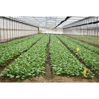 【萌田種子~】E76 莫麗青油菜種子3.6公克(約1200粒) , 臺南4號 , 耐熱性好 , 口感佳~-細節圖4