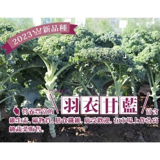 【萌田種子~】E79 日陽羽衣甘藍種子6粒 , F1種子 ,  具耐熱性 , 皺褶更出色~-細節圖2