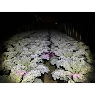 【萌田種子~】E79 日陽羽衣甘藍種子6粒 , F1種子 ,  具耐熱性 , 皺褶更出色~-細節圖4