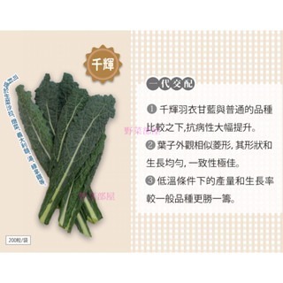 【萌田種子~】E80 千輝羽衣甘藍種子5粒 , F1種子 , 抗病力強~-細節圖3