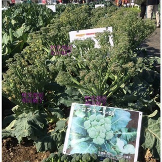 【萌田種子~】E86 王冠青花菜筍種子6粒 , 青花筍 , 耐熱 , 產量高~-細節圖2