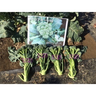 【萌田種子~】E86 王冠青花菜筍種子6粒 , 青花筍 , 耐熱 , 產量高~-細節圖3