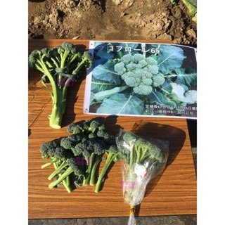 【萌田種子~】E86 王冠青花菜筍種子6粒 , 青花筍 , 耐熱 , 產量高~-細節圖4