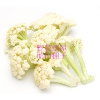 【萌田種子~】E87 玉冠白花菜筍種子8粒 , 白花筍 , 耐熱 , 產量高~-細節圖2