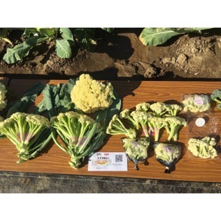 【萌田種子~】E87 玉冠白花菜筍種子8粒 , 白花筍 , 耐熱 , 產量高~-細節圖3