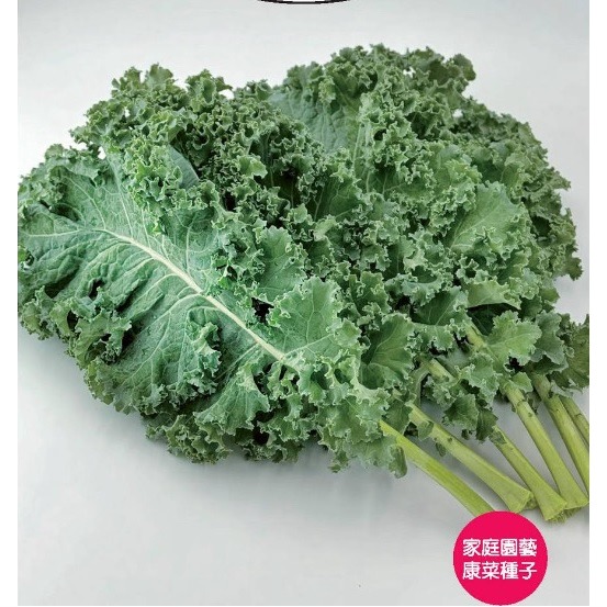 【萌田種子~】E88 青舞羽衣甘藍種子6.5公克(約2700粒) , 株型較小 , 好採收, 好包裝~-細節圖2