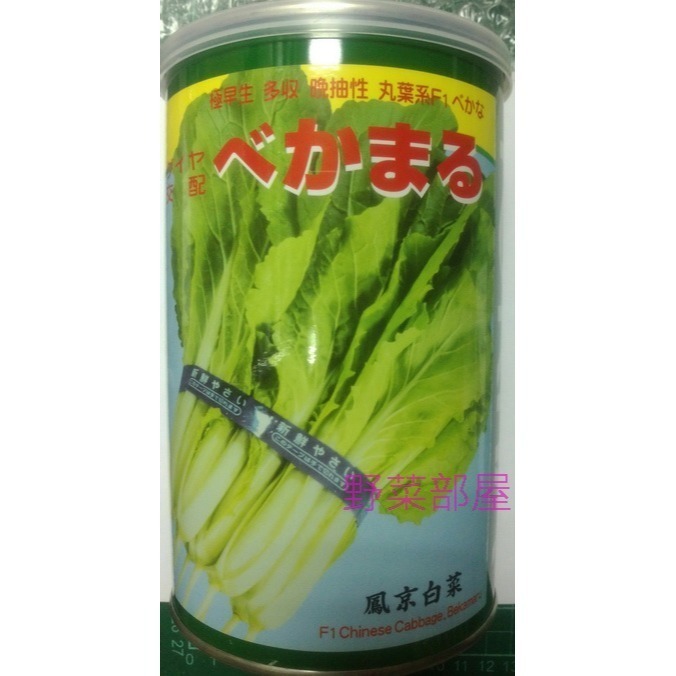 【萌田種子~】F07 鳳京白菜種子3.7公克(約1000粒) , 生長特別快速 ,易種植~-細節圖3